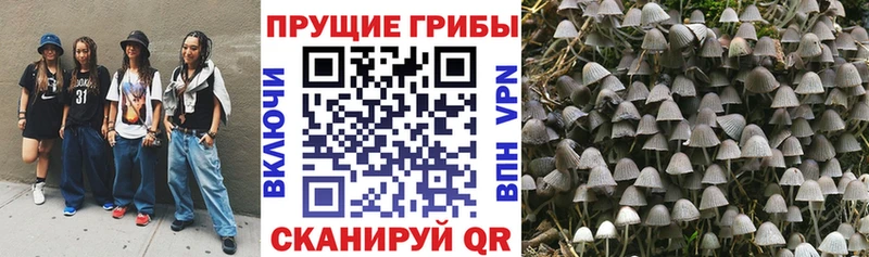 ОМГ ОМГ   купить  сайты  Балаково  Псилоцибиновые грибы Psilocybine cubensis 